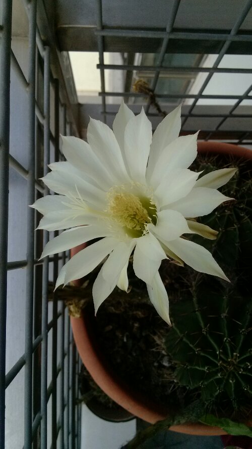 IMG_20130605_071008.jpg image